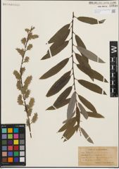 Foto von Salix humilis Marshall x Salix sericea Marshall